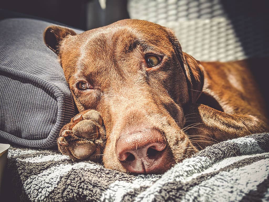Oscar ist ready für Hundefutter aus Insekten Brauner Labrador mit traurigem Blick liegt auf der Couch