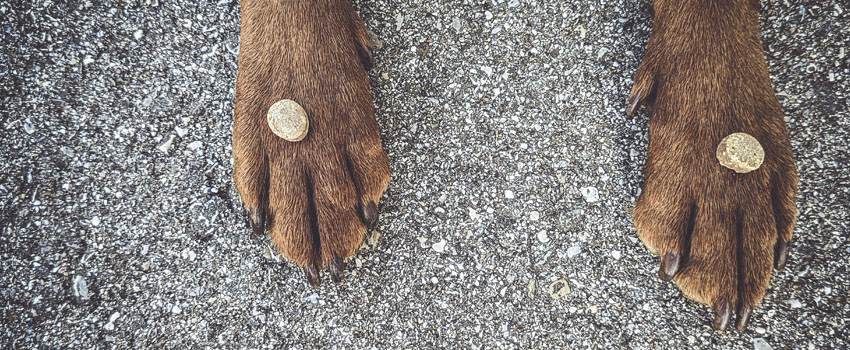 Nachhaltige Leckerli für Hunde aus Insekten.