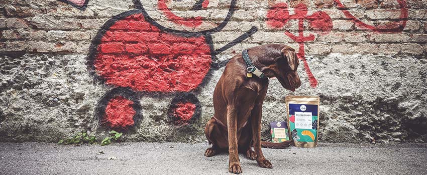 Nachhaltiges Trockenfutter für Hunde aus Insekten.