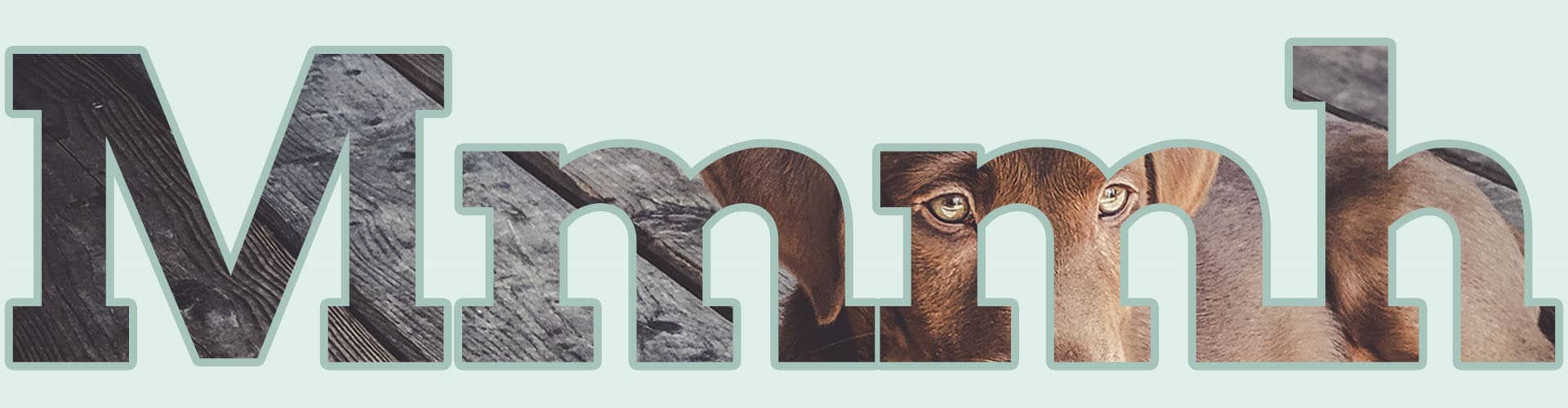 b-rdy - Der österreichische Online Shop für Hundefutter aus Insekten. Nachhaltiges Hundefutter aus Insekten Online Shop.